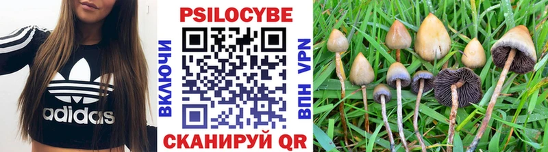 mega как войти Уржум Галлюциногенные грибы Psilocybe